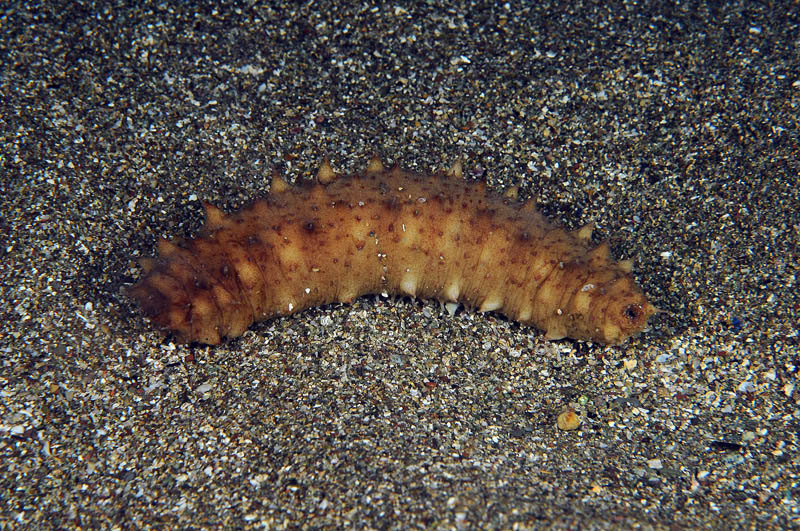Oloturia sp